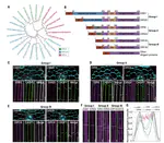 A dirigent protein complex directs lignin polymerization and assembly of the root diffusion barrier