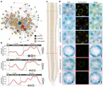 A new family of proteins is required for tethering of Casparian strip membrane domain and nutrient homoeostasis in rice