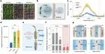 The evolutionary innovation of root suberin lamellae contributed to the rise of seed plants