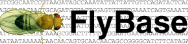 flybase